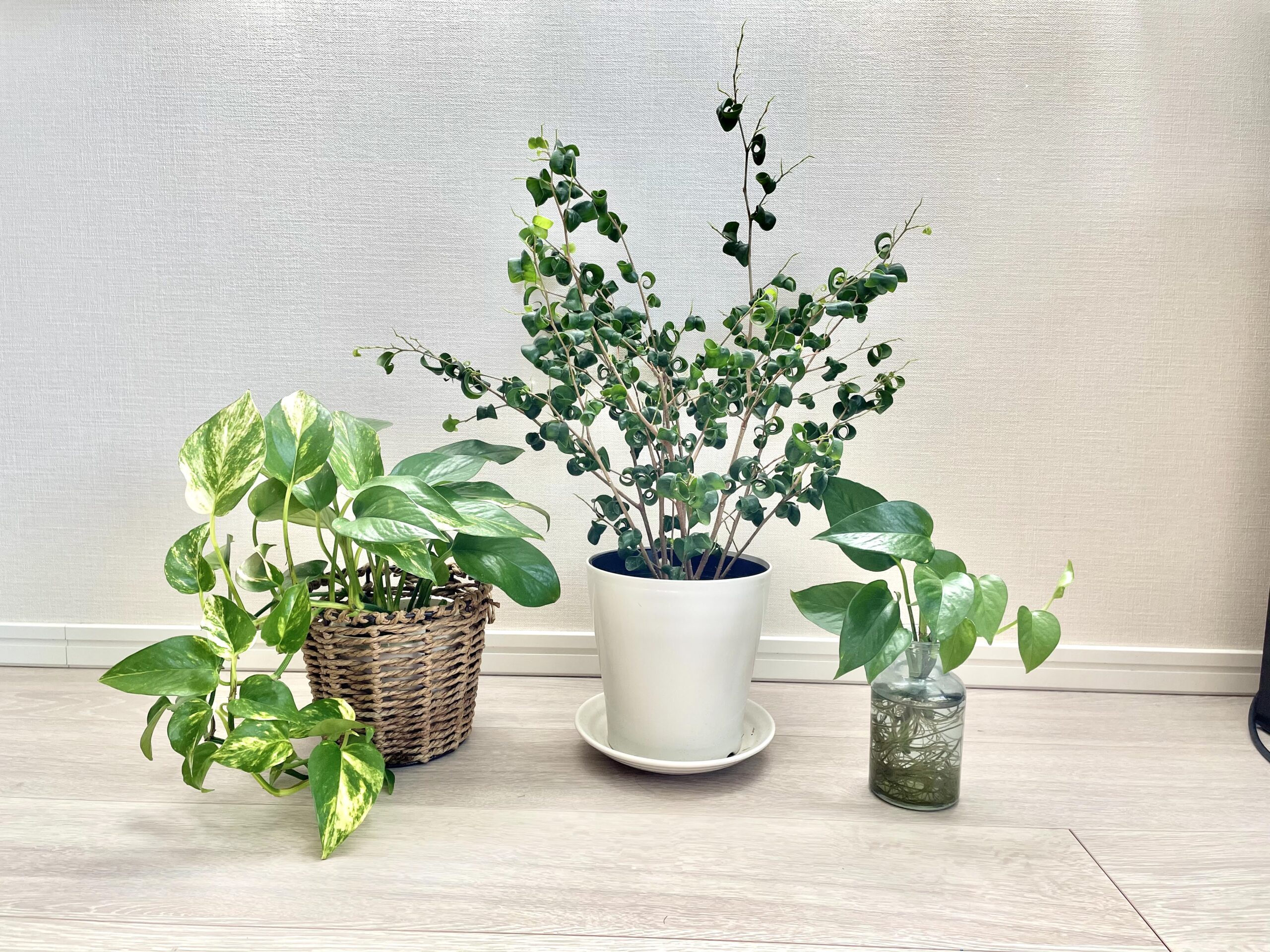 観葉植物を何度も枯らしてしまったけれど あめりノート Com